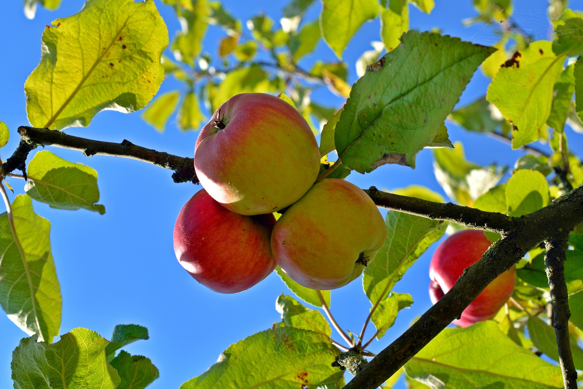 Krankenhäuser und der Tag der gesunden Ernährung